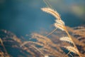 Grass tilting in the wind Royalty Free Stock Photo