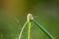 The pollen, the grass that is wilted in the nature