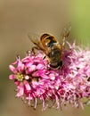 Pollen Hunter