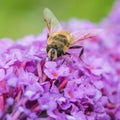 Pollen Hunter Royalty Free Stock Photo
