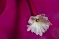 Pollen inside a Bougainvillea flower Royalty Free Stock Photo