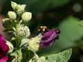 Pollen Laden Bee on an Old Hollyhock Blossom Royalty Free Stock Photo