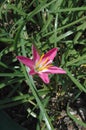 Pollen-laden colorful `Mexican Lily` in vivid Magenta, wide open and pointing to the Sun. Royalty Free Stock Photo