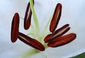 Pollen-loaded stamens of a lily Royalty Free Stock Photo