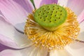Pollen lotus. Royalty Free Stock Photo