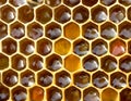 Pollen. nectar and honey in new comb Royalty Free Stock Photo