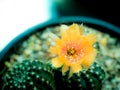Pollen Of Orange Cactus Flower Blooming