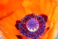 Pollen on a Orange Oriental Poppy Stamen