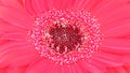 Pollen of Pink Gerbera Flower Inside Macro shot