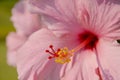 Pollen of pink Hibiscus. Royalty Free Stock Photo