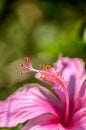 Pollen of Pink Hibiscus flower Royalty Free Stock Photo