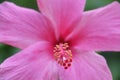 Pollen of pink hibiscus ; Hibiscus boryanus DC or Hibiscus festalis Salisb or Hibiscus storckii Seem Royalty Free Stock Photo