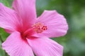 pollen of pink hibiscus ; Hibiscus boryanus DC or Hibiscus festalis Salisb or Hibiscus storckii Seem Royalty Free Stock Photo