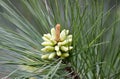 Spring Loblolly Pine Pollen Cones in Georgia, USA Royalty Free Stock Photo