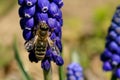 Bee, apis mellifera and pollen-producing  spring plant muscari. A sign of the first warm spring days Royalty Free Stock Photo