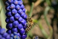 Bee, apis mellifera and pollen-producing  spring plant muscari. A sign of the first warm spring days Royalty Free Stock Photo