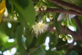 Pollen of rose apple Royalty Free Stock Photo