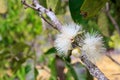 Pollen of rose apple Royalty Free Stock Photo