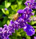 Bumblebee purple flower