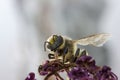 Pollen shower Royalty Free Stock Photo