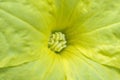 Pollen of Square zucchini flower. The yellow surface of a male zucchini flower. Close up of a zucchini Chinese okra flower in bl Royalty Free Stock Photo