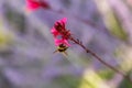 Pollen-stained bumblebee collects nectar on pink flower Royalty Free Stock Photo