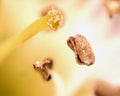 Pollen and stamen of flower