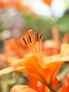 pollen stamen on lily flower Royalty Free Stock Photo