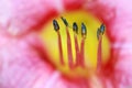 Pollen and stamen in side Lily flower Royalty Free Stock Photo