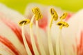 Pollen on stamen Royalty Free Stock Photo