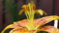 The Stamen of a yellow an orange Lilly Flower. Dark Orange pollen shot with a close-up Macro lens Royalty Free Stock Photo