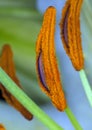 Pollen - Stamens - Lily