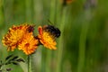 Pollen stuck to the fur of a red-tailed bumblebee, bombus lapidarius from a fox and cubs wildflower, also known as orange hawk