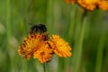 Pollen stuck to the fur of a red-tailed bumblebee, bombus lapidarius from a fox and cubs wildflower, also known as orange hawk