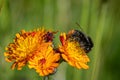 Pollen stuck to the fur of a red-tailed bumblebee, bombus lapidarius from a fox and cubs wildflower, also known as orange hawk