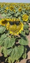 Pollen sunflower autum