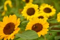 The Pollen of Sunflower with a Bee Royalty Free Stock Photo