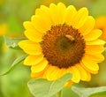 The Pollen of Sunflower with a Bee