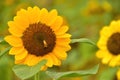 The Pollen of Sunflower with a Bee