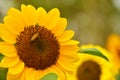 The Pollen of Sunflower with a Bee Royalty Free Stock Photo