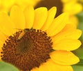 The Pollen of Sunflower with a Bee Royalty Free Stock Photo
