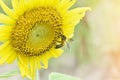 Pollen of sunflower in field with bee gathering pollen before winter season. Close-up shot of bee collect nectar on sunflower Royalty Free Stock Photo