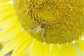 Pollen of sunflower in field with bee gathering pollen before winter season. Close-up shot of bee collect nectar on sunflower Royalty Free Stock Photo