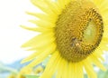 Pollen of sunflower in field with bee gathering pollen before winter season. Close-up shot of bee collect nectar on sunflower Royalty Free Stock Photo