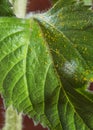 Pollen on a sunflower leaf