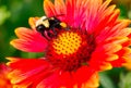 Pollen Time Royalty Free Stock Photo
