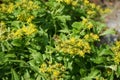 Pollen wasp flies over the flowers of Sedum ellacombianum, a flowering plant in the family Crassulaceae. Berlin, Germany Royalty Free Stock Photo