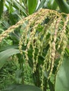 Male flower bloom in sweet corn, ready for pollination Royalty Free Stock Photo