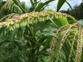 Blooming flower in sweet corn. Royalty Free Stock Photo