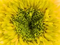 Pollen of Yellow Calendula Flower